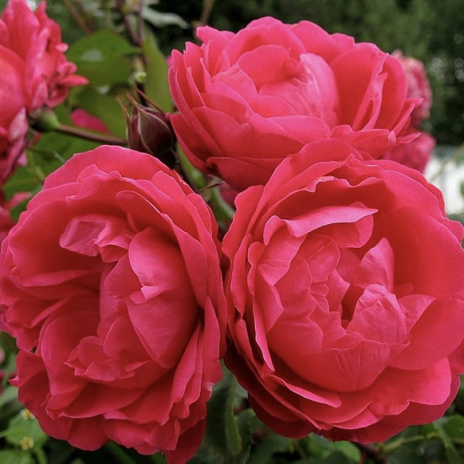 Роза кустовая Александр Маккендзи